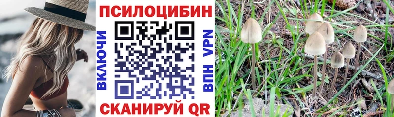 Псилоцибиновые грибы Cubensis  Купить где  Свирск 